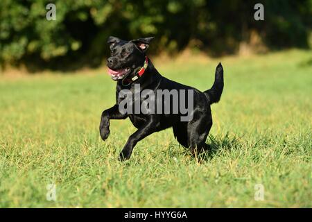 Labrador Retriever laufen Stockfoto