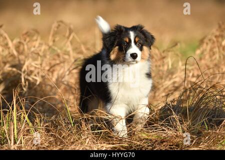 Australian Shepherd Welpen Stockfoto