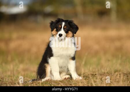 Australian Shepherd Welpen Stockfoto