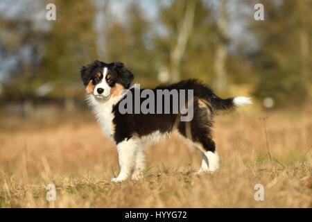 Australian Shepherd Welpen Stockfoto