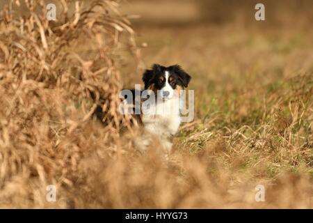 Australian Shepherd Welpen Stockfoto