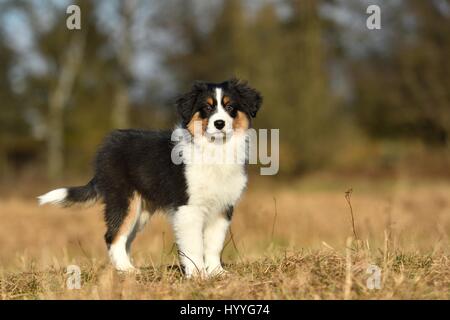 Australian Shepherd Welpen Stockfoto