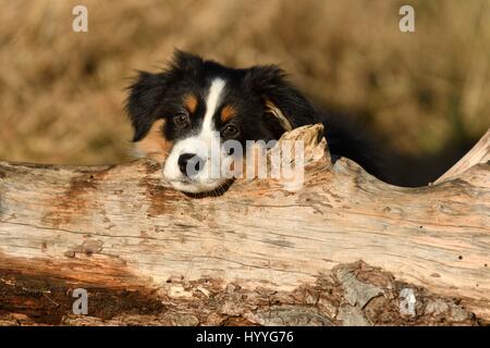 Australian Shepherd Welpen Stockfoto