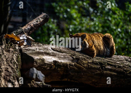 Sibirischer Tiger entspannen und brüllend in der Sonne Stockfoto