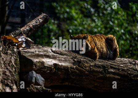 Sibirischer Tiger entspannen und brüllend in der Sonne Stockfoto