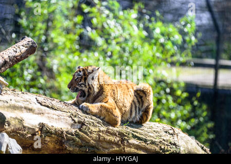 Sibirischer Tiger entspannen und brüllend in der Sonne Stockfoto