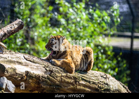 Sibirischer Tiger entspannen und brüllend in der Sonne Stockfoto