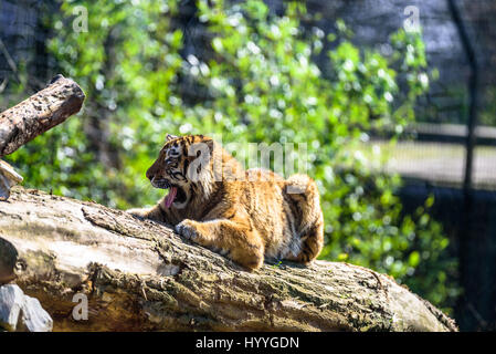 Sibirischer Tiger entspannen und brüllend in der Sonne Stockfoto