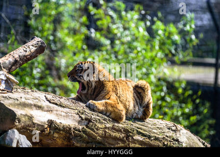 Sibirischer Tiger entspannen und brüllend in der Sonne Stockfoto