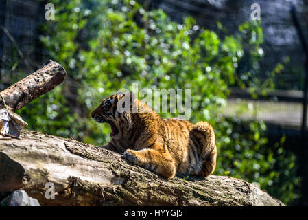 Sibirischer Tiger entspannen und brüllend in der Sonne Stockfoto