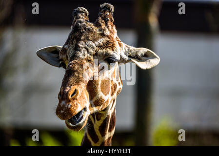 Giraffe gefüttert in einem Zoo und machen lustige Gesichter Stockfoto