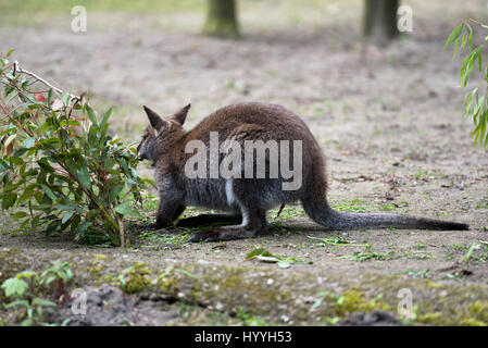 Australische Baumkänguru Essen grass Stockfoto