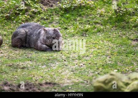 Wombat Essen Grass im zoo Stockfoto