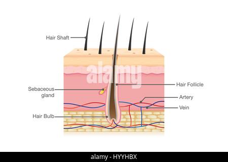 Anatomie des menschlichen Haares Stock Vektor