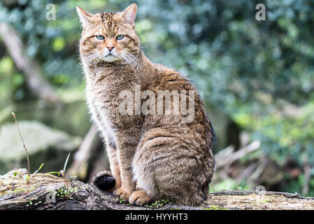 Europäische Wildkatze Stockfoto