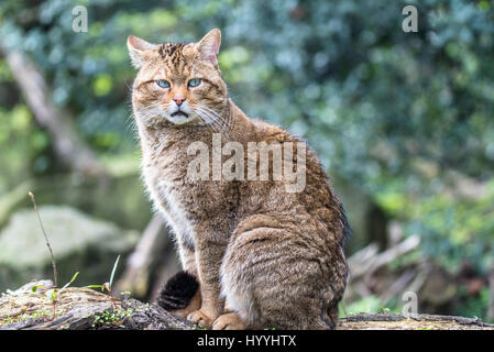 Europäische Wildkatze Stockfoto