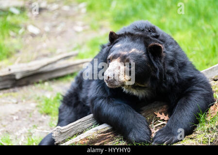 Europäische Black Bear Cub zum Entspannen in der Sonne in einem zoo Stockfoto