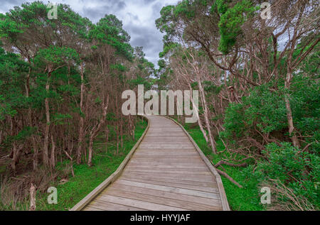 Schönen Holzsteg / Promenade führt durch einen kleinen Wald mit leuchtend grünen Bäumen auf beiden Seiten Stockfoto