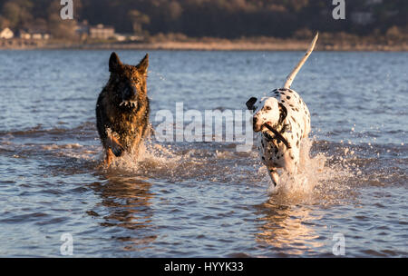 Deutscher Schäferhund und Spaß im Meer mit einem Stock jagten einander Dalmatiner Stockfoto