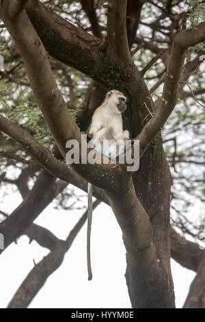 Blaue Kugel Affe sitzt im Baum in Lake Manyara National Park, Tansania, Afrika. Stockfoto