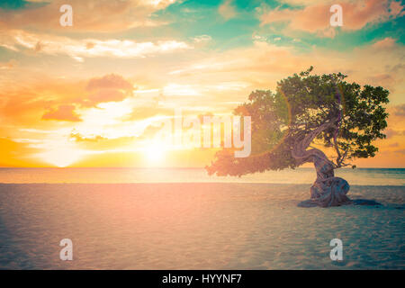 Idyllischer Blick auf Aruba Tropenstrand mit Divi Divi Baum bei Sonnenuntergang Stockfoto