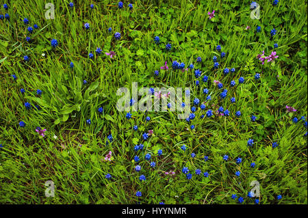 Muscari Armeniacum Blume oder allgemein bekannt als Trauben Hyazinthe im defokussierten Frühlingsgarten. Stockfoto