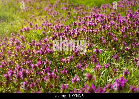 Wilder Thymian Thymus Serpyllum. Eine Dichte Gruppe von lila Blüten dieses aromatische Kräuter in der Familie Lamiaceae Stockfoto