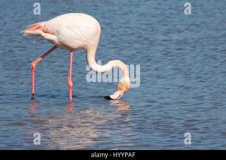 Großflamingo (Phoenicopterus roseus)-Filter, der durch Schnabel fließt, während er im Wasser des Camargue-Feuchtgebiets, Provence, Südfrankreich waten Stockfoto