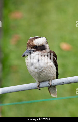 Eine juvenile Kookaburra sitzt auf einem Hügel Hebezeug (Wäscheleine) Palm Beach New South Wales Australia Stockfoto