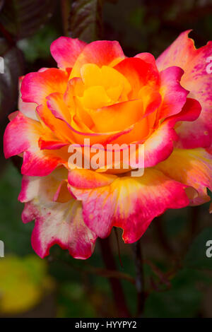 Frieden Wüstenrose, Erbstück Rosen, St. Paul, Oregon Stockfoto