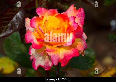 Frieden Wüstenrose, Erbstück Rosen, St. Paul, Oregon Stockfoto