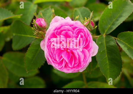 Petite Rose de Hollande, Erbstück Rosen, St. Paul, Oregon Stockfoto