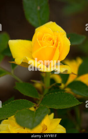 Cal Poly Rose, Erbstück Rosen, St. Paul, Oregon Stockfoto