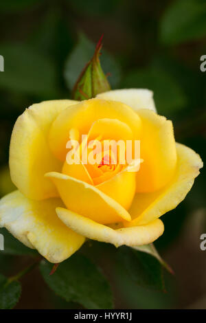 Tommy Tucker Röslein, Erbstück Rosen, St. Paul, Oregon Stockfoto