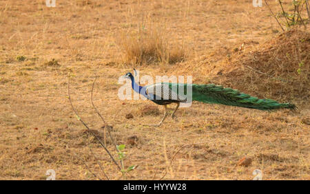 lange tailed Pfau Stockfoto