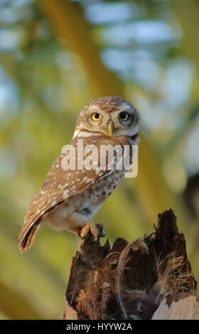 KANINCHENEULE Stockfoto