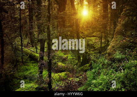 Dark mysterious forest in New Zealand Stockfoto