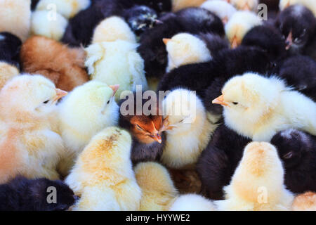 süße farbige Hühner schlafen auf einem Haufen, Nutztiere Stockfoto