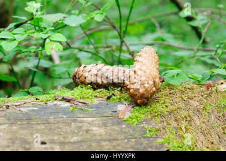 alten Tannenzapfen verstreut in den Wäldern Stockfoto