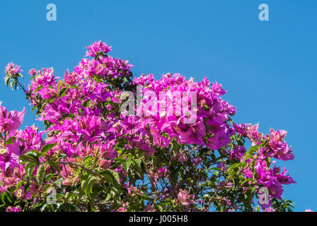 Ein Hintergrund mit einem Zweig der blühenden Bougainvillea Blumen und einem Himmel, Andalusien, Spanien. Stockfoto