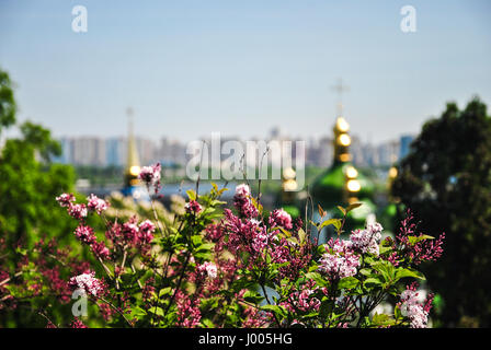 Botanischer Garten Kiew mit blühenden Flieder und unscharfen Kloster Vydubitsky und Dnjepr im Hintergrund, Ukraine. Stockfoto