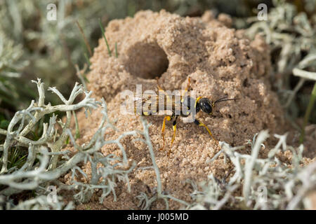 Kotwespe, bin Nest, Nesthaufen, Mellinus Arvensis, Grabwespe, Feld Digger Wespe Stockfoto