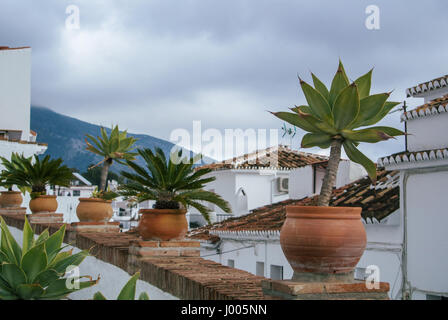 Palmen und Pflanzen in den Töpfen stehen über das Dach im traditionellen mediterranen weißen spanisches Dorf, Mijas, Andalusien, Spanien. Stockfoto