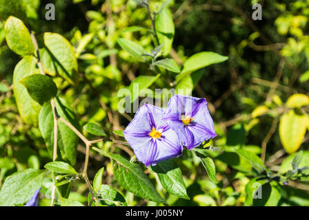 Ein Hintergrund mit Nahaufnahme von grünen Blättern und zwei violetten Blüten des blauen Kartoffel Bush (Lycianthes Rantonnetii) im Park von Valencia, Spanien. Stockfoto