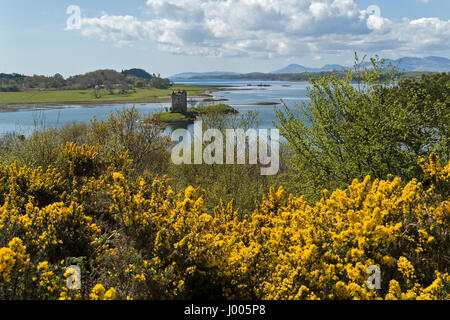 Castle Stalker an der schottischen Westküste am Ufer von Loch Laich und Loch Linnhe, Appin, Argyll, Schottland, Großbritannien. Stockfoto