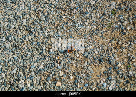 Einen Hintergrund mit einem Schmetterling sitzt es ein Fußweg mit kleinen Steinen bedeckt. Stockfoto
