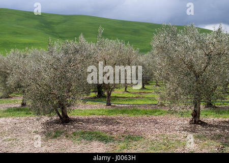 Olive Obstgarten in Kalabrien Italien Stockfoto