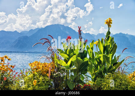 Blumen blühen am Ufer des Genfer Sees in Montreux, Kanton Waadt, Schweiz Stockfoto