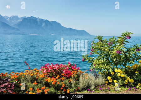 Blumen blühen in der Ufer des Genfer Sees in Montreux, Kanton Waadt, Schweiz Stockfoto