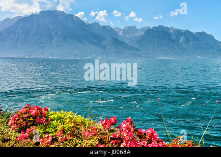 Blumen blühen am Ufer des Genfer Sees in Montreux, Kanton Waadt, Schweiz Stockfoto